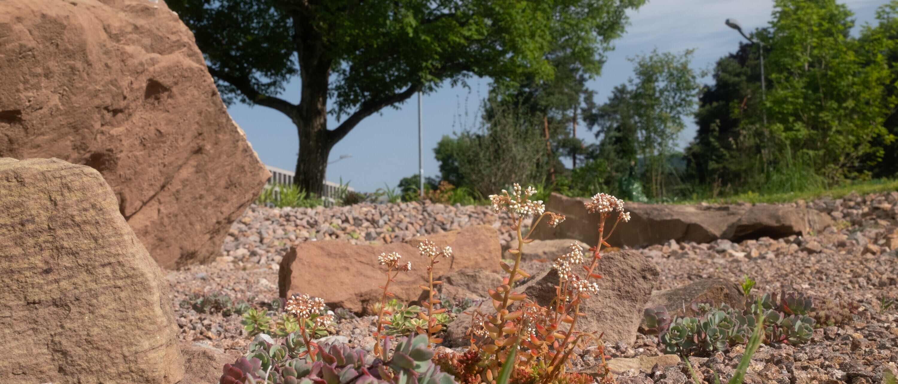 Von Studierendenden der Landschaftsarchitektur an der OST geschaffene Marslandschaft (Foto: Sven Sari-Schnyder) Von Studierendenden der Landschaftsarchitektur an der OST geschaffene Marslandschaft (Foto: Sven Sari-Schnyder)