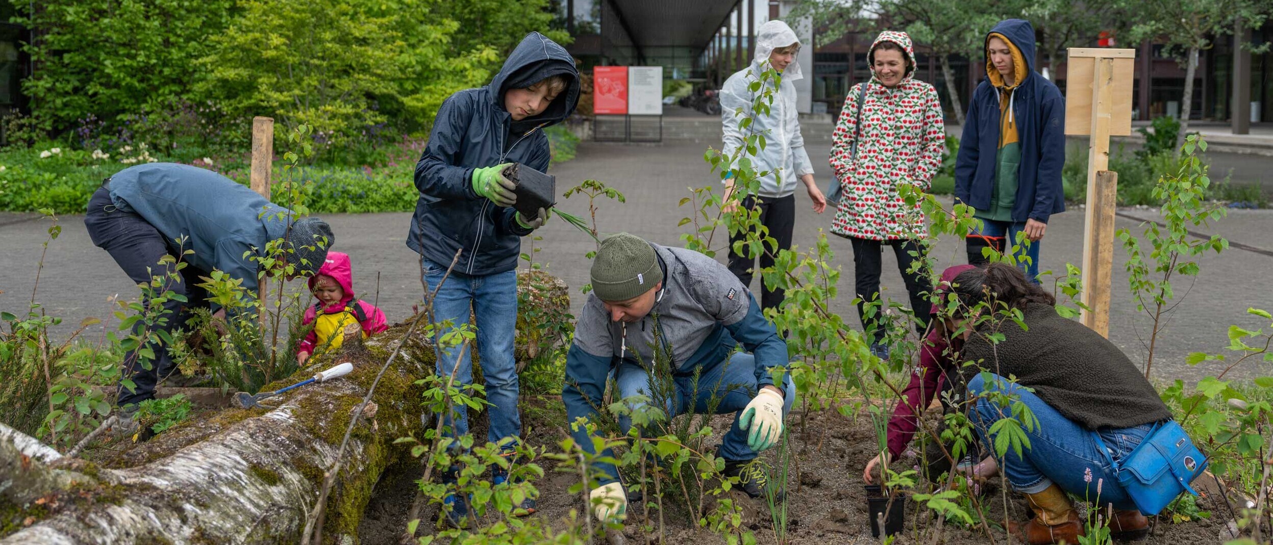 Besucherinnen und Besucher pflanzen junge Bäume und Sträucher am Campus Rapperswil-Jona.