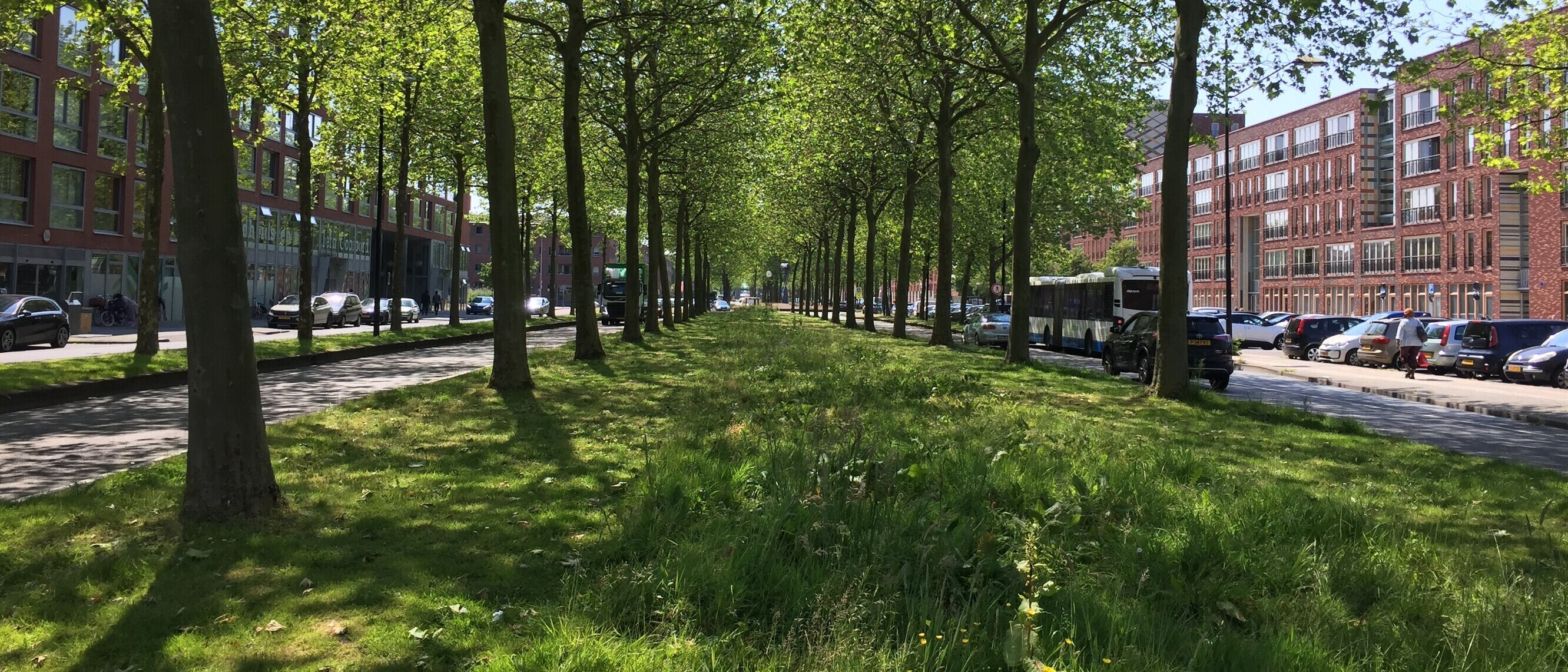 Reduktion von Hitze in Städten durch grüne Infrastrukturen