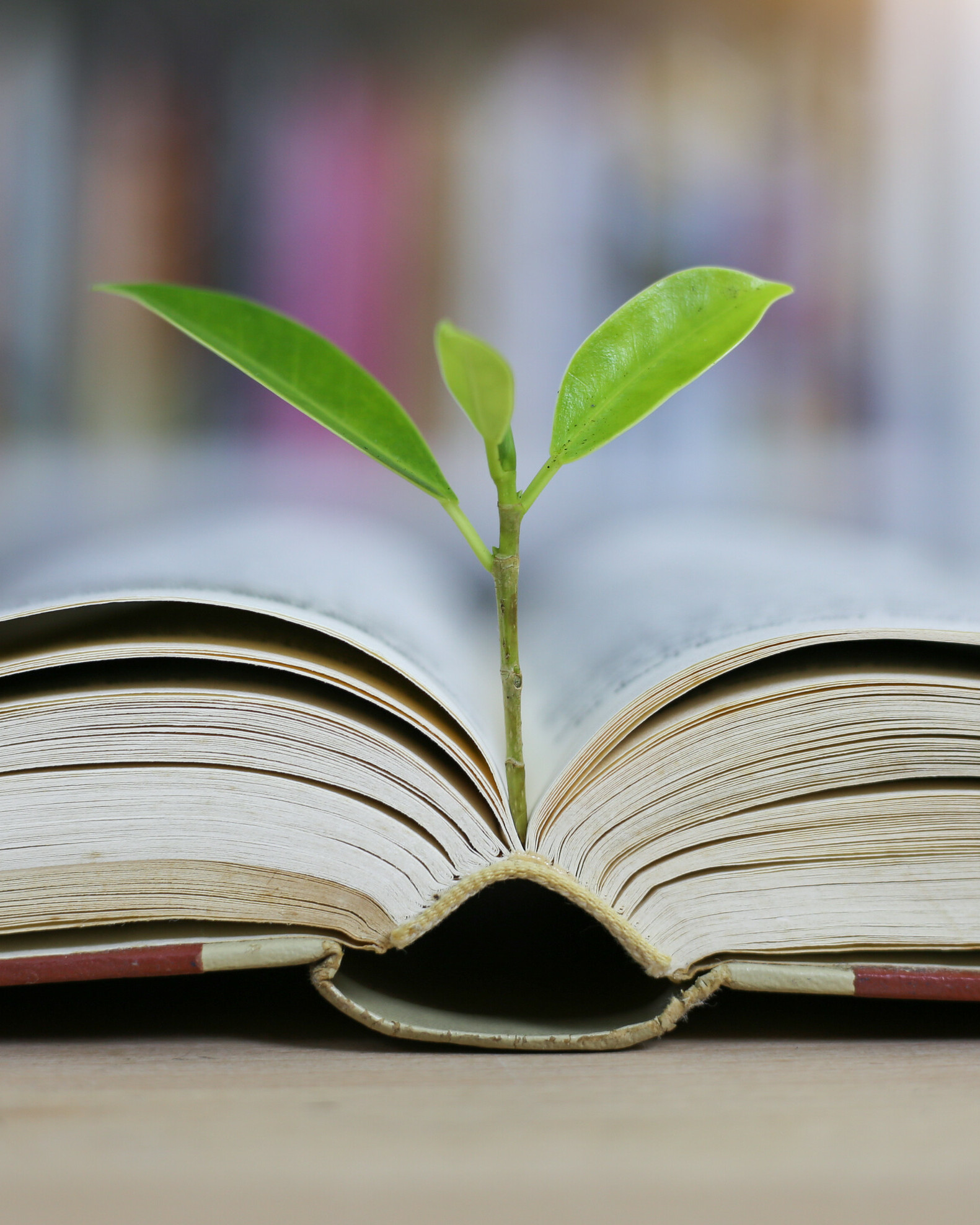 offenes Buch mit kleiner Pflanze, welche daraus wächst als Symbolbild für ein Projekt zum Thema Klima und Energie