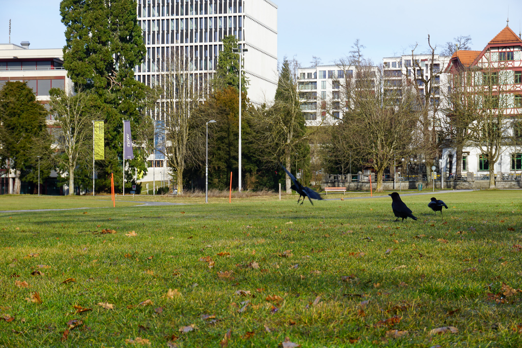 Konflikt im Grünen Zum Blogbeitrag
