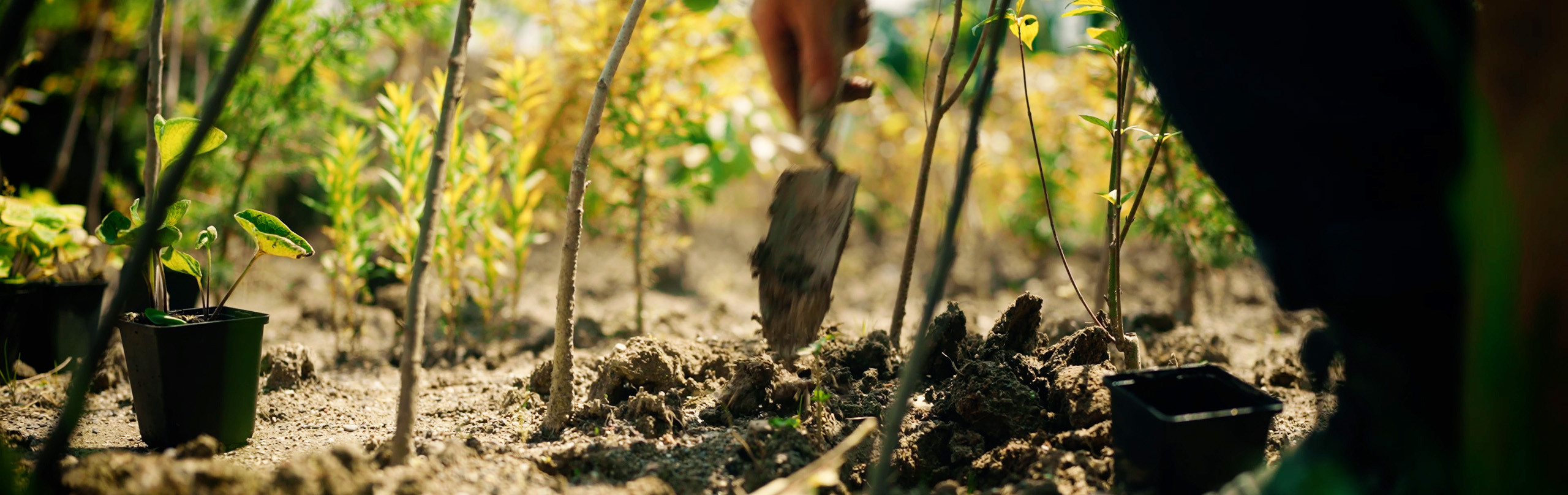 Miyawaki-Wald auf dem OST-Campus Rapperswil-Jona Miyawaki-Wald auf dem OST-Campus Rapperswil-Jona