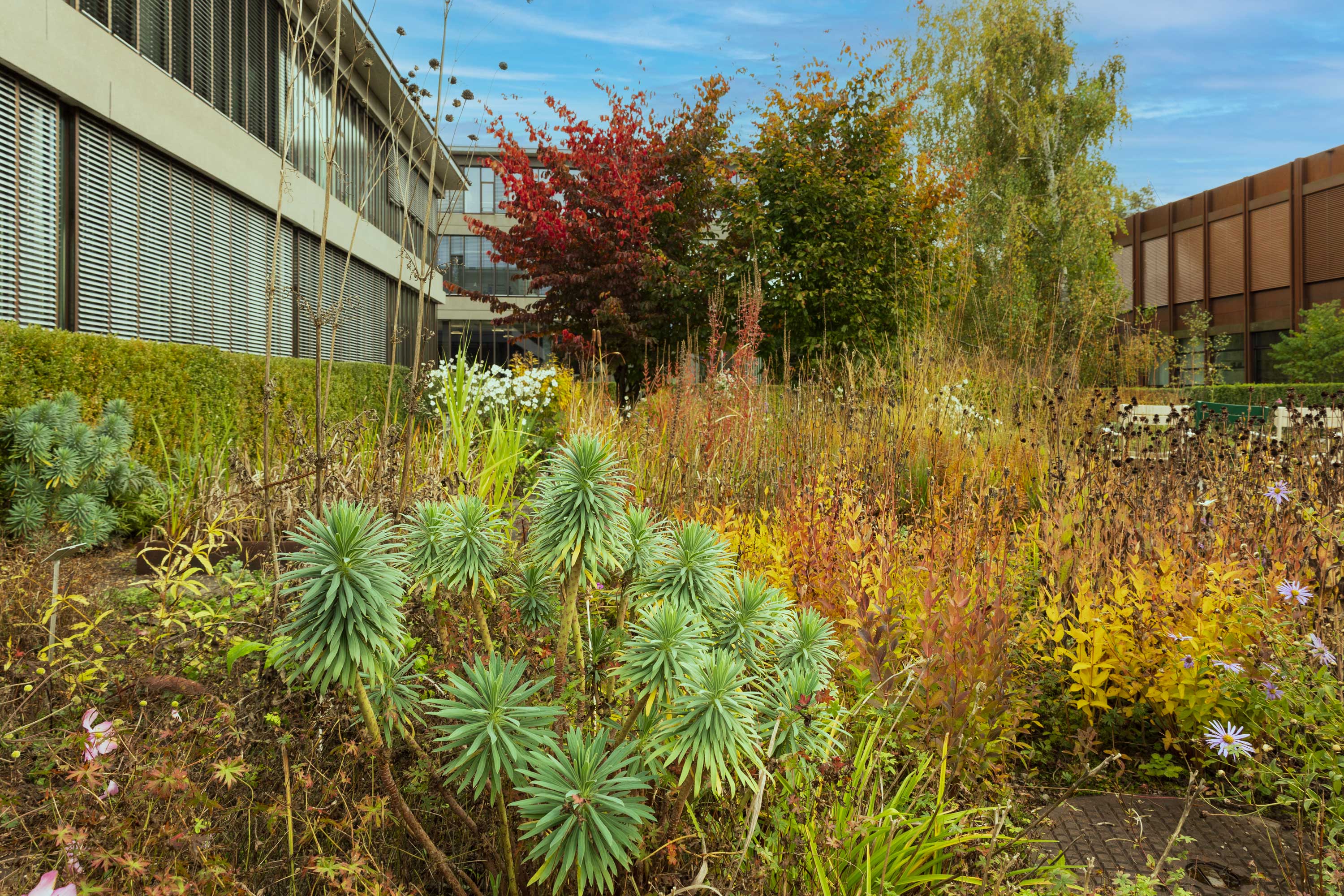 Innenhof des OST Campus Rapperswil mit Freiraumlabor (verschiedene Pflanzen)
