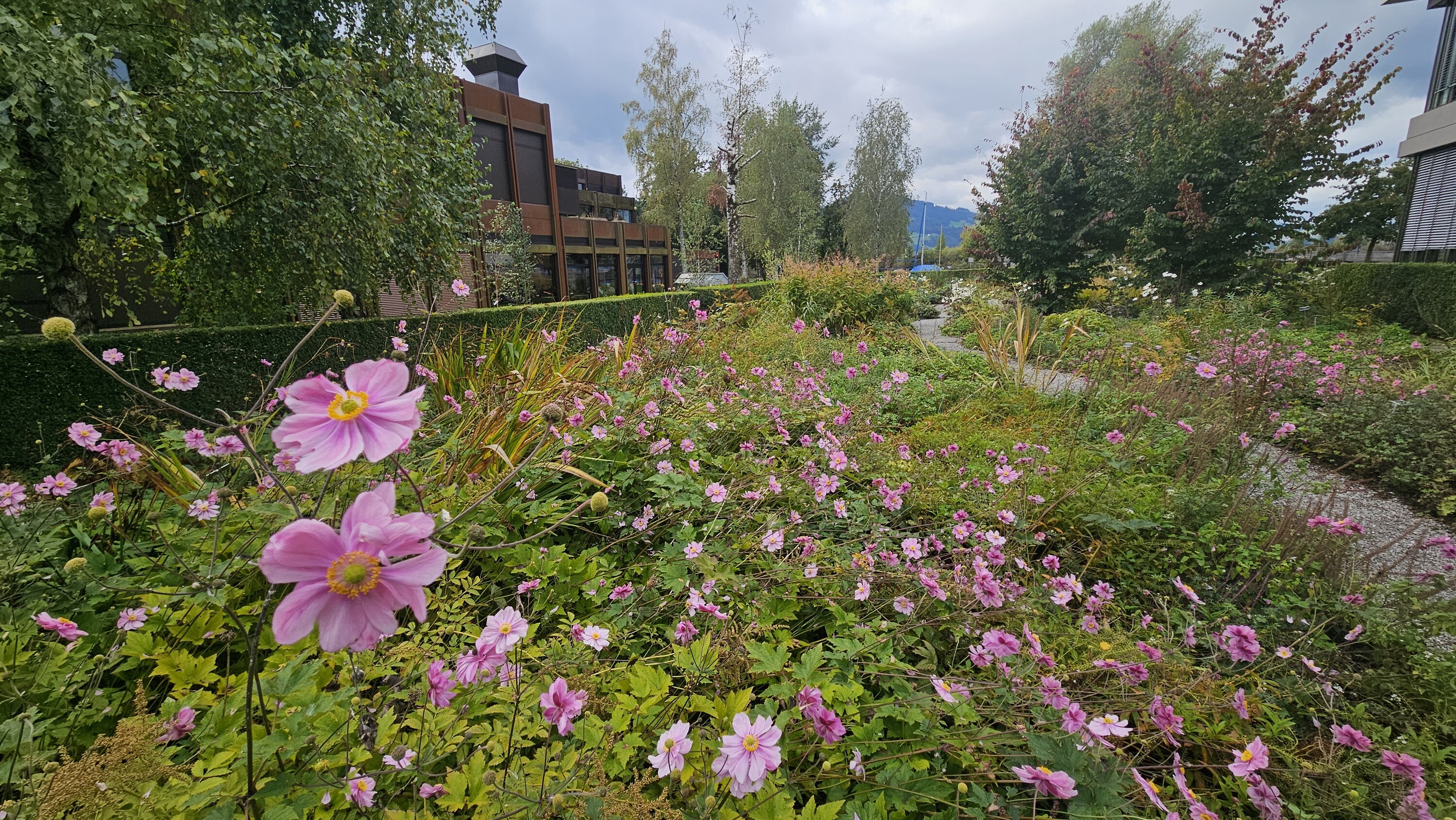 Blick auf das OST Freiraumlabor mit blühenden Pflanzen im Vordergrund